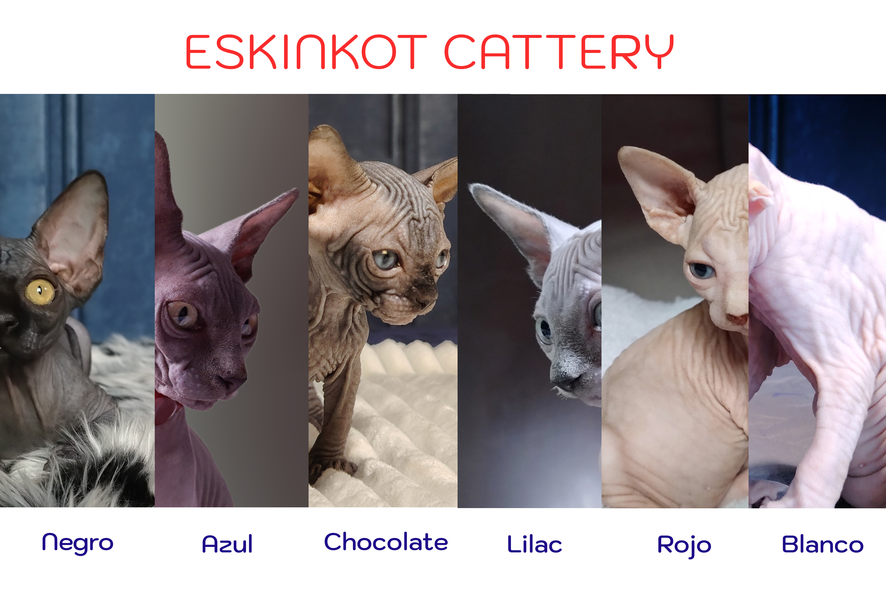 Gato Sphynx: colores, ...