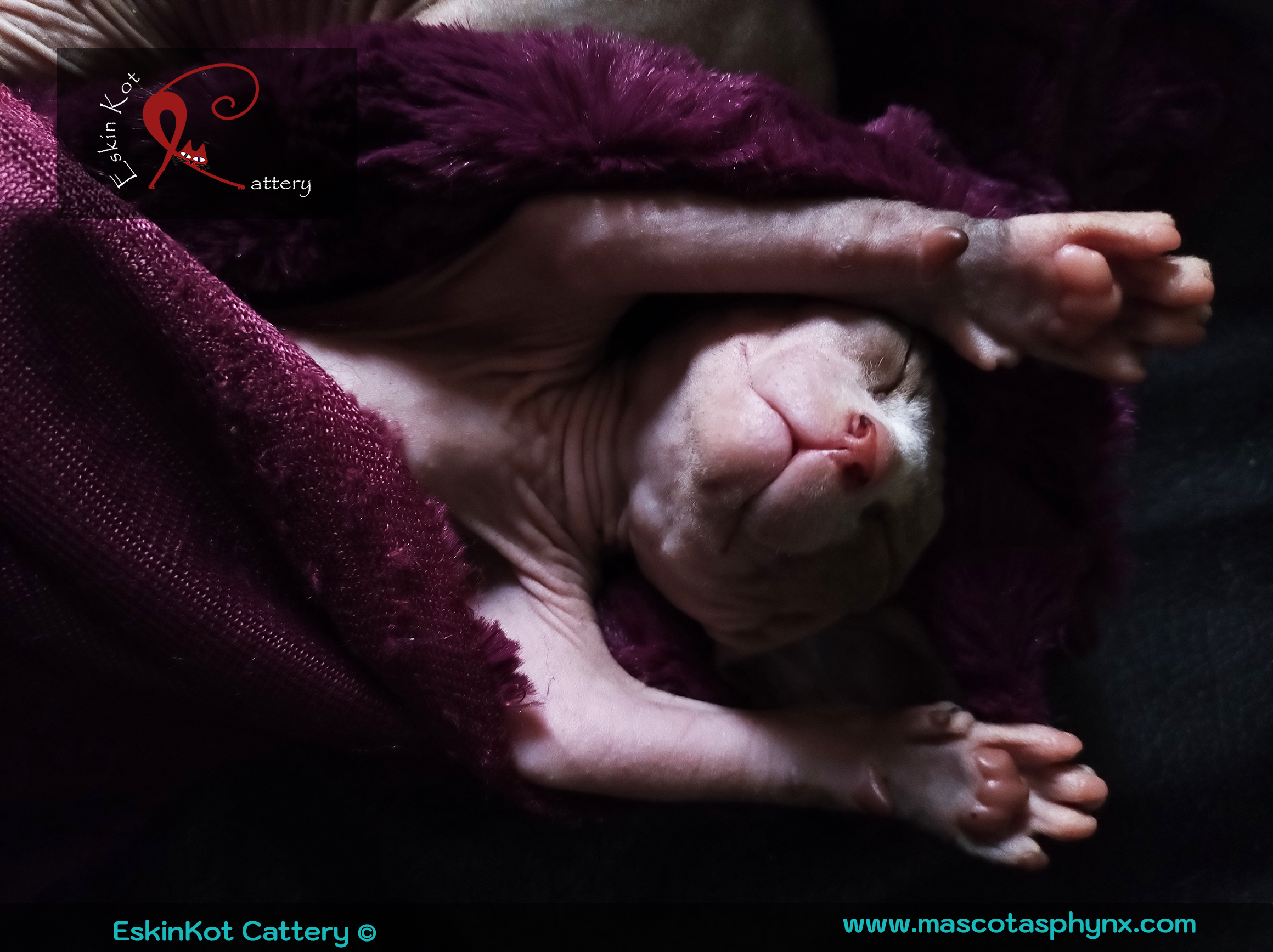Gato sphynx EskinKot Cattery gato acostado