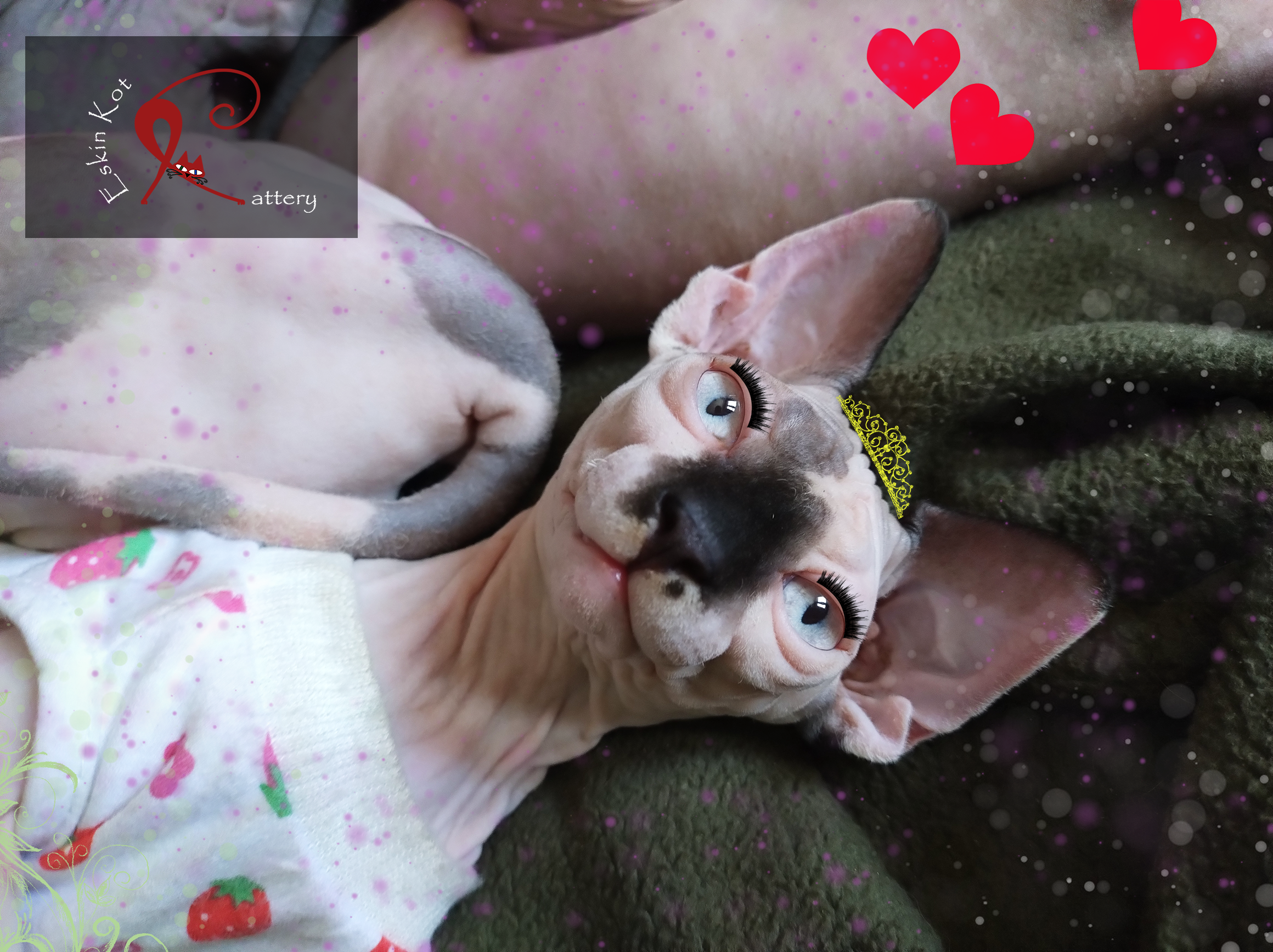 Gato sphynx EskinKot Cattery una gata sphynx acostada y amorosa