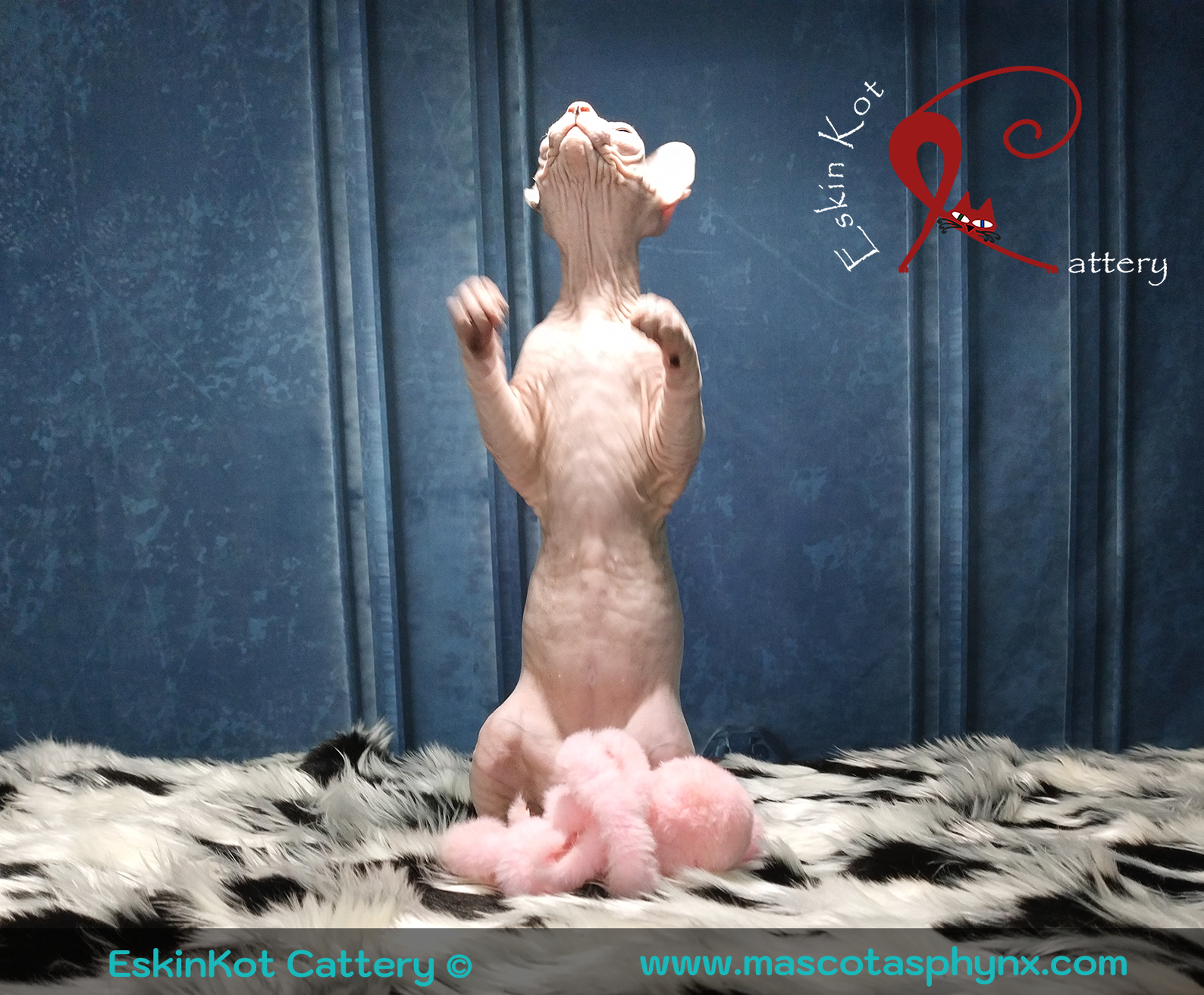 Gato sphynx EskinKot Cattery gato sphynx blanco parado sobre las patas traseras