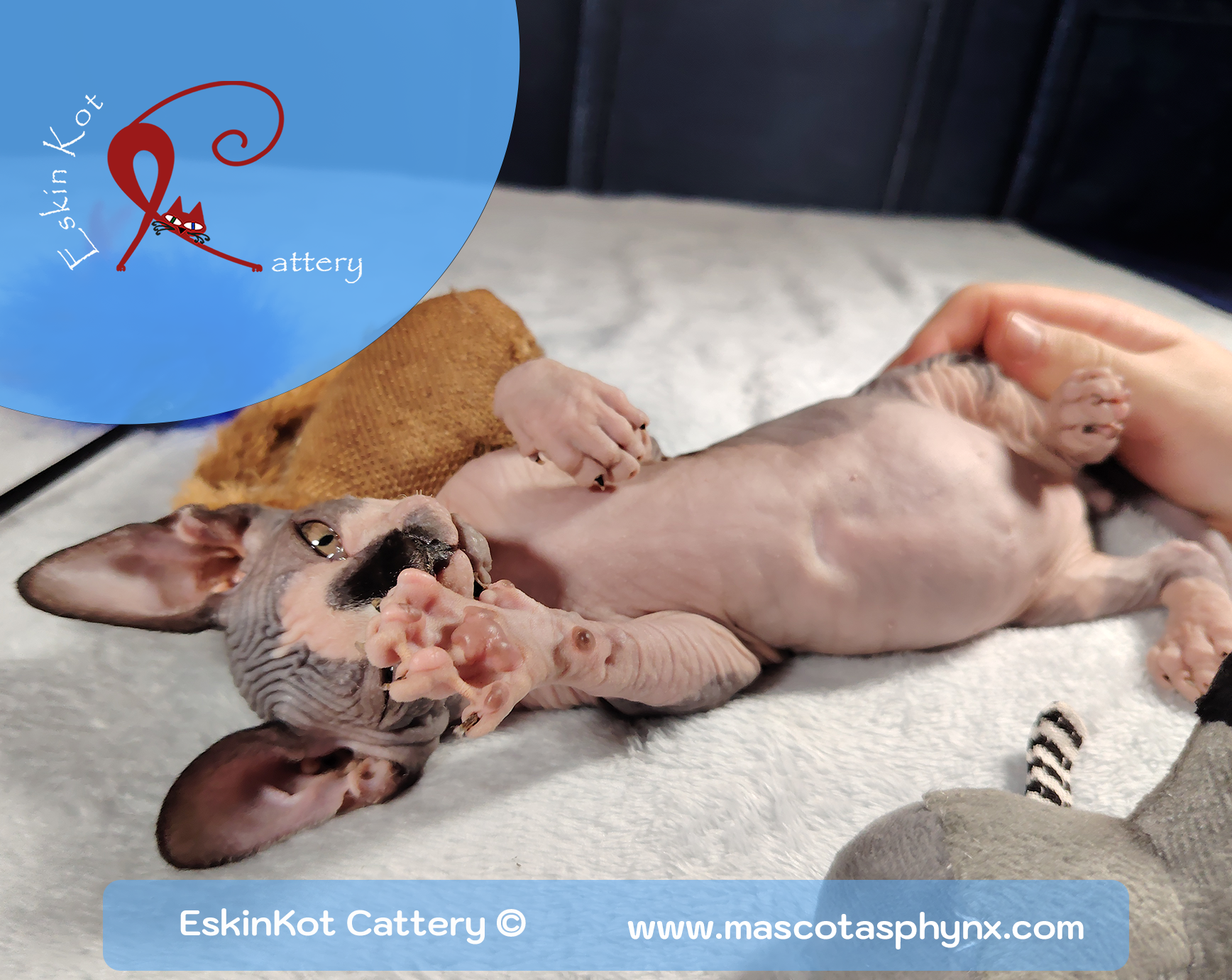 Gato sphynx EskinKot Cattery acostado estirando una pata