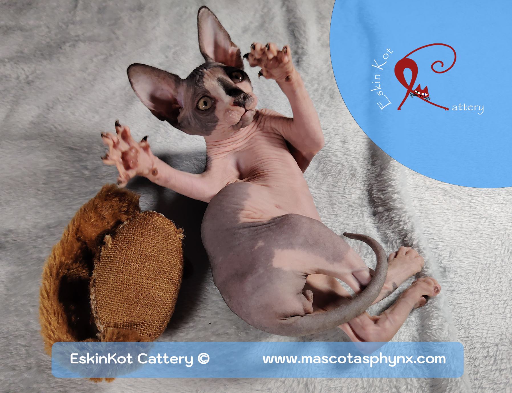 Gato sphynx EskinKot Cattery gato sphynx negro con blanco acostado patas arriba