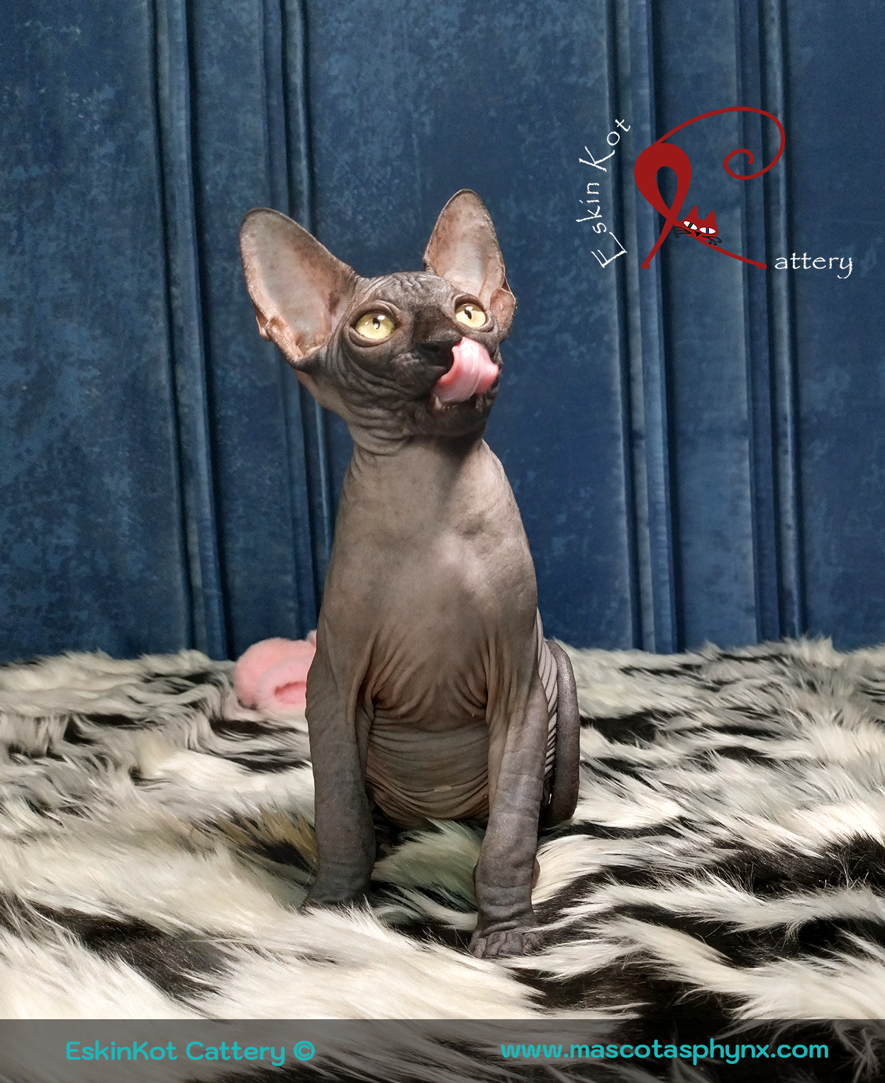Gato sphynx EskinKot Cattery gato sphynx negro con lengua afuera
