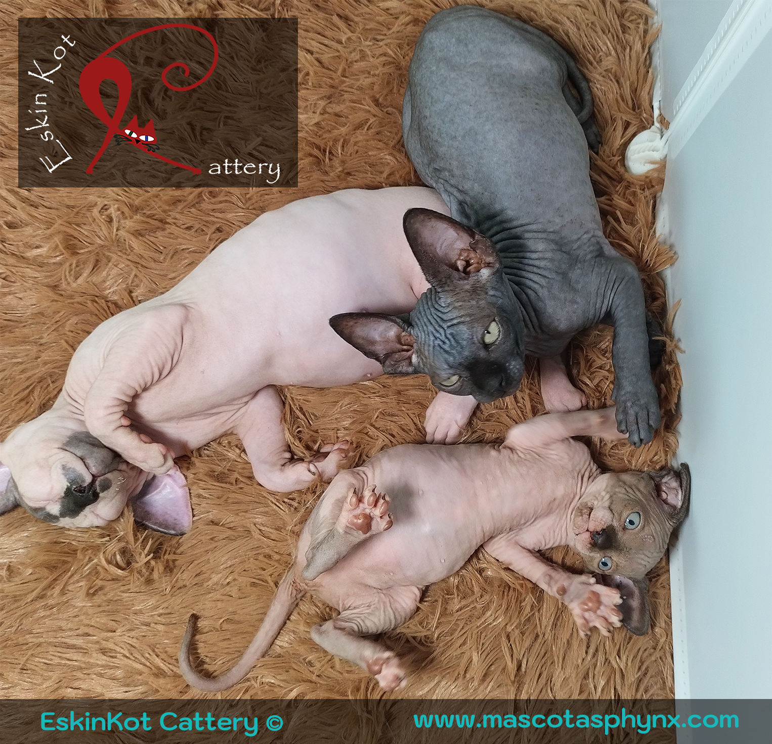 Gato sphynx EskinKot Cattery gatos dormidos