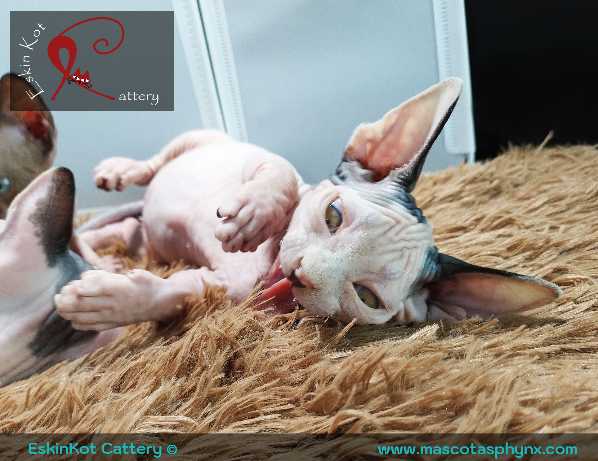 Gato sphynx EskinKot Cattery gato lamiendo alfombra