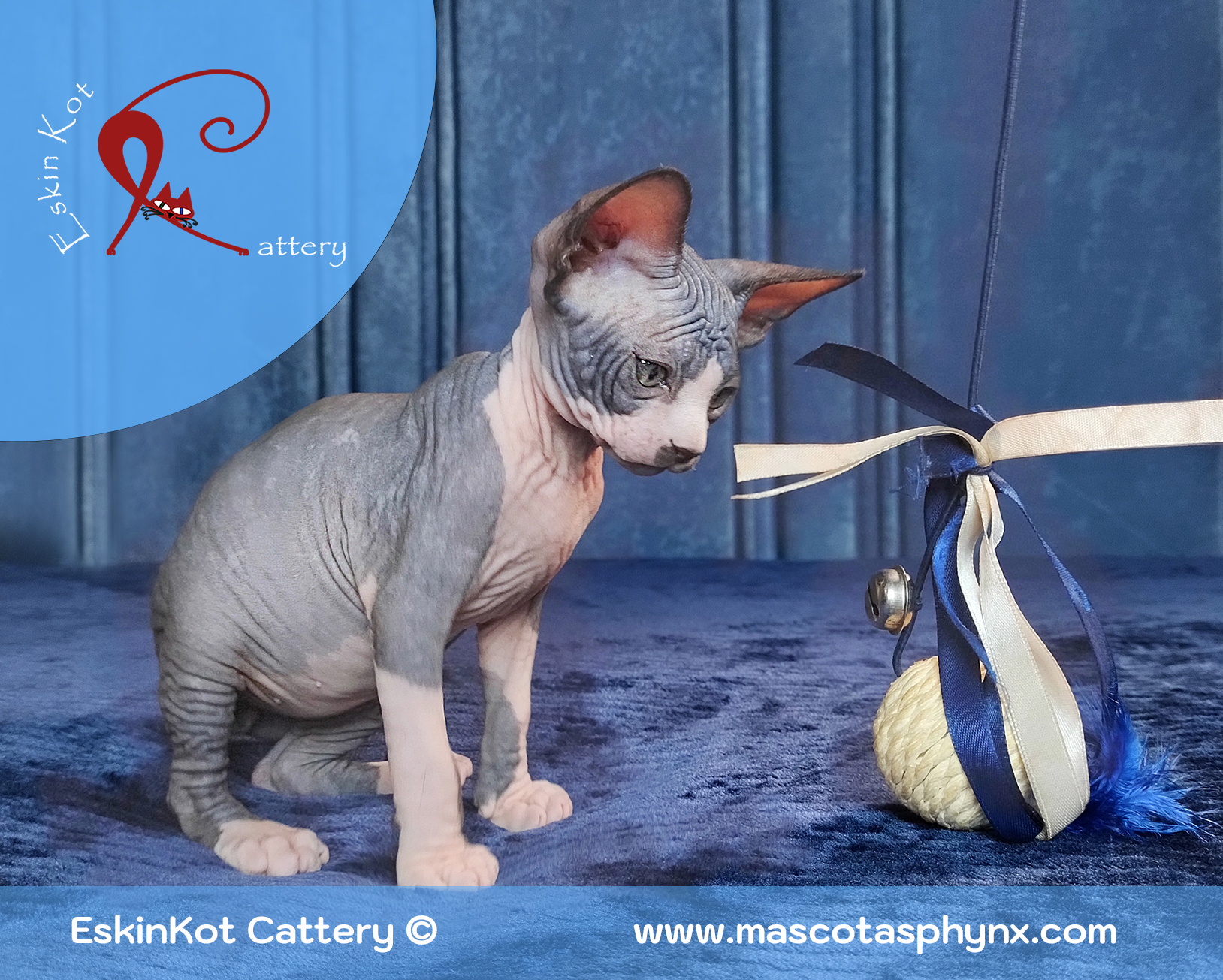 Gato sphynx EskinKot Cattery gato negro con blanco junto a un juguete