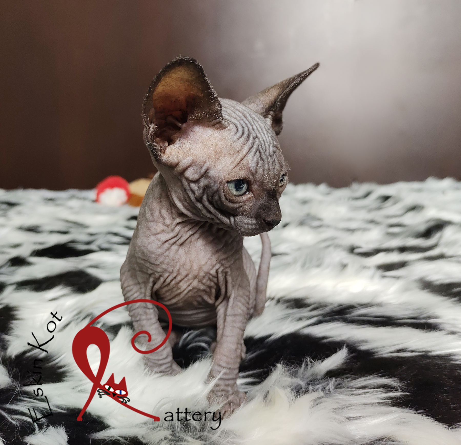 Gato sphynx eskinkot cattery gato negro sentado