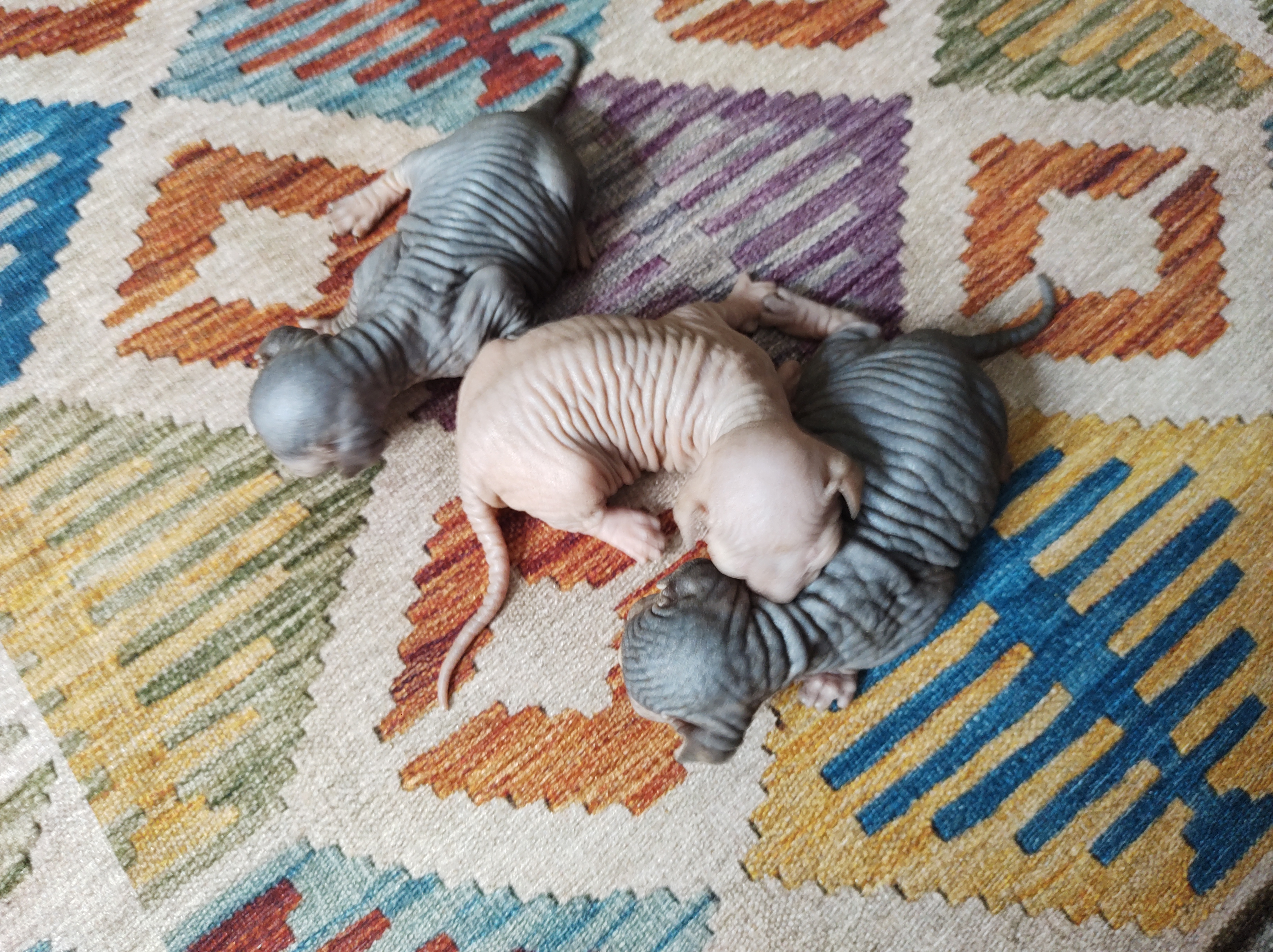 Tres bebes de gatos sphynx canadiense sobre una alfombra de colores