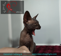 ¿Un gato egipcio? Derribamos los 7 mitos más grandes sobre los gatos sphynx!