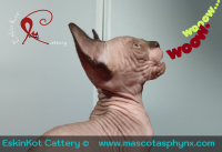Gatos sphynx: la personalidad extrovertida de 
