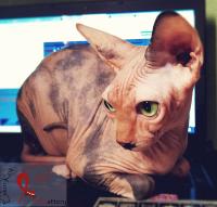 El gato sphynx: más que un gato sin pelo, un compañero para toda la vida. ¿Estás preparad@?
