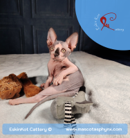 12 Razones por las que el Sphynx es ¡el gato más divertido del mundo!