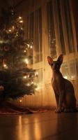 Navidad en paz con tu gato sphynx: Guía para unas fiestas seguras y mágicas